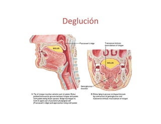 Deglución
 