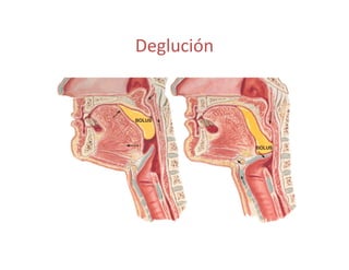 Deglución
 