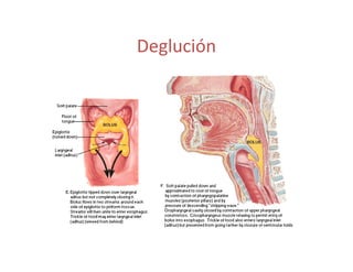 Deglución
 