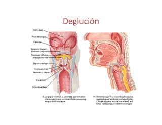 Deglución
 