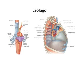Esófago
 
