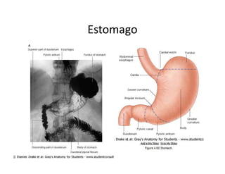Estomago
 