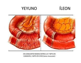 YEYUNO                                     ÍLEON
GRUESO                        DELGADO

MAYOR                         MENOR
VASCULARIZACIÓN               VASCULARIZACIÓN
REGION UMBILICAL              REGIÓN PUBIANA
                              INGUINAL
PLIEGUES                      PLIEGUES
CIRCULARES                    PEQUEÑOS O
                              AUSENTES
         EN CONJUNTO MIDEN ENTRE 6 A 7 MTS EN
         CADAVER, 3 MTS EN VIVO (tono muscular)
 