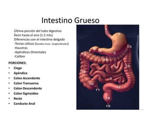Intestino Grueso
   Última porción del tubo digestivo
   Íleon hasta el ano (1.5 mts)
   Diferencias con el intestino delgado
   -Tenias cólicas (bandas musc. longitudinales)
   -Haustras
   -Apéndices Omentales
   -Calibre
PORCIONES:
• Ciego
• Apéndice
• Colon Ascendente
• Colon Transverso
• Colon Descendente
• Colon Sigmoideo
• Recto
• Conducto Anal
                                                   Universidad de Las Américas © 2007
 