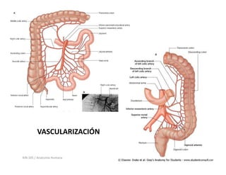 VASCULARIZACIÓN


KIN 105 / Anatomía Humana
 