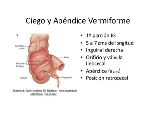 Ciego y Apéndice Vermiforme
              • 1º porción IG
              • 5 a 7 cms de longitud
              • Inguinal derecha
              • Orificio y válvula
                Ileocecal
              • Apéndice (8 cms)
              • Posición retrocecal
 