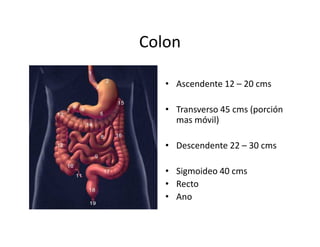 Colon

   • Ascendente 12 – 20 cms

   • Transverso 45 cms (porción
     mas móvil)

   • Descendente 22 – 30 cms

   • Sigmoideo 40 cms
   • Recto
   • Ano
 