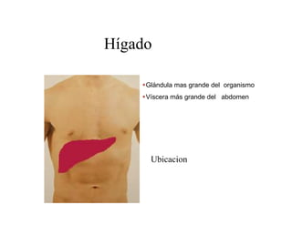 Hígado

     Glándula mas grande del organismo
     Víscera más grande del abdomen




      Ubicacion
 