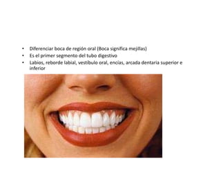 •   Diferenciar boca de región oral (Boca significa mejillas)
•   Es el primer segmento del tubo digestivo
•   Labios, reborde labial, vestíbulo oral, encías, arcada dentaria superior e
    inferior
 