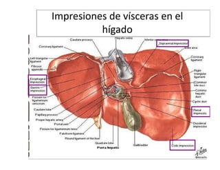 Impresiones de vísceras en el
          hígado
 