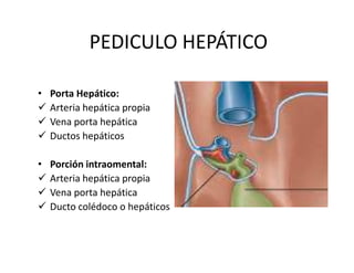PEDICULO HEPÁTICO

• Porta Hepático:
  Arteria hepática propia
  Vena porta hepática
  Ductos hepáticos

• Porción intraomental:
  Arteria hepática propia
  Vena porta hepática
  Ducto colédoco o hepáticos
 