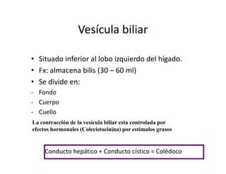 Vesícula biliar

• Situado inferior al lobo izquierdo del hígado.
• Fx: almacena bilis (30 – 60 ml)
• Se divide en:
- Fondo
- Cuerpo
- Cuello
La contracción de la vesícula biliar esta controlada por
efectos hormonales (Colecistocinina) por estímulos grasos


     Conducto hepático + Conducto cístico = Colédoco
 