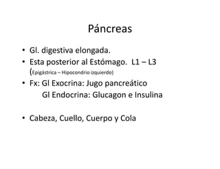 Páncreas
• Gl. digestiva elongada.
• Esta posterior al Estómago. L1 – L3
  (Epigástrica – Hipocondrio izquierdo)
• Fx: Gl Exocrina: Jugo pancreático
       Gl Endocrina: Glucagon e Insulina

• Cabeza, Cuello, Cuerpo y Cola
 