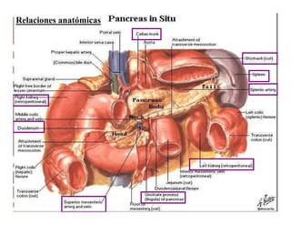 Relaciones anatómicas
 