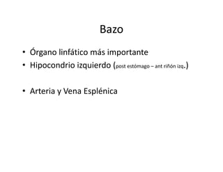 Bazo
• Órgano linfático más importante
• Hipocondrio izquierdo (post estómago – ant riñón izq.)

• Arteria y Vena Esplénica
 