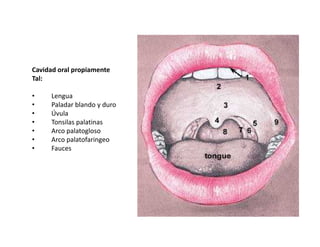 Cavidad oral propiamente
Tal:

•    Lengua
•    Paladar blando y duro
•    Úvula
•    Tonsilas palatinas
•    Arco palatogloso
•    Arco palatofaringeo
•    Fauces
 