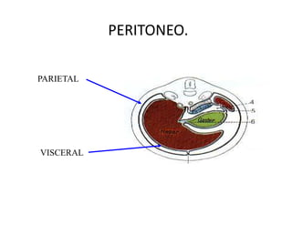 PERITONEO.

PARIETAL




VISCERAL
 