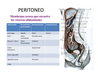 PERITONEO
   Membrana serosa que envuelve
   las vísceras abdominales
Peritonizado     Parcialmente   Retroperitoneal   intraperitoneal
                 peritonizado


Estómago         Hígado         Riñón             Ovario
Bazo             Colon          Grandes vasos
                 ascendente
Yeyuno e íleon   Colon          Uréteres
                 descendente

Colon                           Suprarrenal
transverso

Colon sigmodie                  Duodeno

Apéndice cecal                  Páncreas

ciego
 