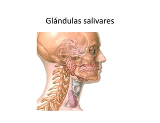 Glándulas salivares
 
