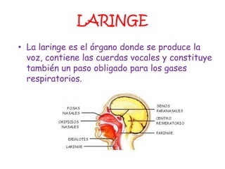 LARINGE
• La laringe es el órgano donde se produce la
  voz, contiene las cuerdas vocales y constituye
  también un paso obligado para los gases
  respiratorios.
 