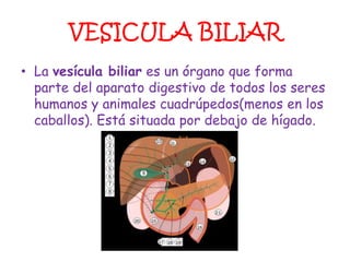 VESICULA BILIAR
• La vesícula biliar es un órgano que forma
  parte del aparato digestivo de todos los seres
  humanos y animales cuadrúpedos(menos en los
  caballos). Está situada por debajo de hígado.
 