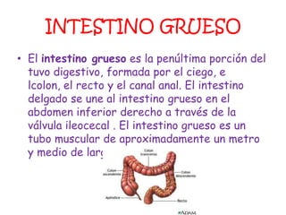 INTESTINO GRUESO
• El intestino grueso es la penúltima porción del
  tuvo digestivo, formada por el ciego, e
  lcolon, el recto y el canal anal. El intestino
  delgado se une al intestino grueso en el
  abdomen inferior derecho a través de la
  válvula ileocecal . El intestino grueso es un
  tubo muscular de aproximadamente un metro
  y medio de largo.
 