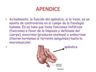 APENDICE
• Actualmente, la función del apéndice, si la tiene, es un
  asunto de controversia en el campo de la fisiología
  humana. Es un tubo que tiene funciones linfáticas
  (funciones a favor de la limpieza y defensas del
  cuerpo), exocrinas (producen enzimas) o endocrinas
  (liberan hormonas al torrente sanguíneo) hasta la
  neuromuscular.
•                                       apéndice
 