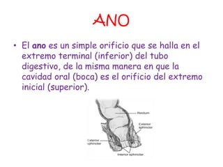 ANO
• El ano es un simple orificio que se halla en el
  extremo terminal (inferior) del tubo
  digestivo, de la misma manera en que la
  cavidad oral (boca) es el orificio del extremo
  inicial (superior).
 