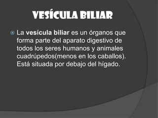 Vesícula biliar
   La vesícula biliar es un órganos que
    forma parte del aparato digestivo de
    todos los seres humanos y animales
    cuadrúpedos(menos en los caballos).
    Está situada por debajo del hígado.
 