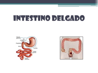 Intestino delgado
 