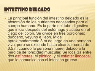 INTESTINO DELGADO
   La principal función del intestino delgado es la
    absorción de los nutrientes necesarios para el
    cuerpo humano. Es la parte del tubo digestivo
    que inicia después del estómago y acaba en el
    ciego del colon. Se divide en tres porciones:
    duodeno, yeyuno e íleon. Mide
    aproximadamente 3 m de largo en una persona
    viva, pero se extiende hasta alcanzar cerca de
    6.5 m cuando la persona muere, debido a la
    pérdida de tonicidad muscular. Se localiza entre
    dos esfínteres: el pilórico, y el esfínter ileocecal,
    que lo comunica con el intestino grueso.
 