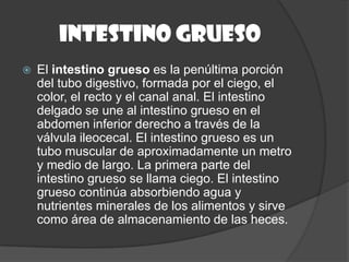 Intestino grueso
   El intestino grueso es la penúltima porción
    del tubo digestivo, formada por el ciego, el
    color, el recto y el canal anal. El intestino
    delgado se une al intestino grueso en el
    abdomen inferior derecho a través de la
    válvula ileocecal. El intestino grueso es un
    tubo muscular de aproximadamente un metro
    y medio de largo. La primera parte del
    intestino grueso se llama ciego. El intestino
    grueso continúa absorbiendo agua y
    nutrientes minerales de los alimentos y sirve
    como área de almacenamiento de las heces.
 
