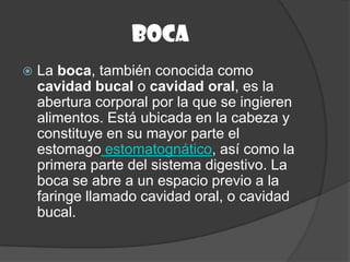 boca
   La boca, también conocida como
    cavidad bucal o cavidad oral, es la
    abertura corporal por la que se ingieren
    alimentos. Está ubicada en la cabeza y
    constituye en su mayor parte el
    estomago estomatognático, así como la
    primera parte del sistema digestivo. La
    boca se abre a un espacio previo a la
    faringe llamado cavidad oral, o cavidad
    bucal.
 