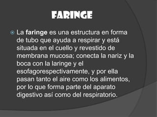 faringe
   La faringe es una estructura en forma
    de tubo que ayuda a respirar y está
    situada en el cuello y revestido de
    membrana mucosa; conecta la nariz y la
    boca con la laringe y el
    esofagorespectivamente, y por ella
    pasan tanto el aire como los alimentos,
    por lo que forma parte del aparato
    digestivo así como del respiratorio.
 