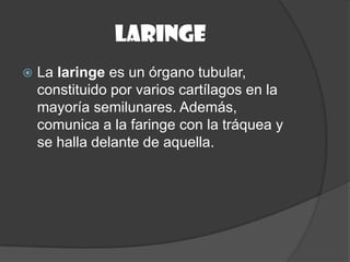 laringe
   La laringe es un órgano tubular,
    constituido por varios cartílagos en la
    mayoría semilunares. Además,
    comunica a la faringe con la tráquea y
    se halla delante de aquella.
 