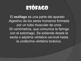 esófago
 El esófago es una parte del aparato
digestivo de los seres humanos formada
     por un tubo muscular de unos
30 centímetros, que comunica la faringe
 con el estomago. Se extiende desde la
 sexta o séptima vértebra cervical hasta
     la undécima vértebra torácica.
 
