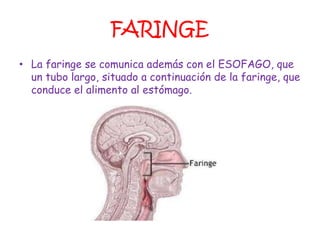 FARINGE
• La faringe se comunica además con el ESOFAGO, que
  un tubo largo, situado a continuación de la faringe, que
  conduce el alimento al estómago.
 
