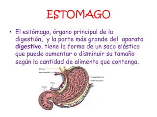 ESTOMAGO
• El estómago, órgano principal de la
  digestión, y la parte más grande del aparato
  digestivo, tiene la forma de un saco elástico
  que puede aumentar o disminuir su tamaño
  según la cantidad de alimento que contenga.
 