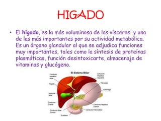HIGADO
• El hígado, es la más voluminosa de las vísceras y una
  de las más importantes por su actividad metabólica.
  Es un órgano glandular al que se adjudica funciones
  muy importantes, tales como la síntesis de proteínas
  plasmáticas, función desintoxicarte, almacenaje de
  vitaminas y glucógeno.
 