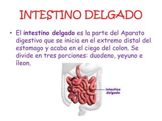INTESTINO DELGADO
• El intestino delgado es la parte del Aparato
  digestivo que se inicia en el extremo distal del
  estomago y acaba en el ciego del colon. Se
  divide en tres porciones: duodeno, yeyuno e
  íleon.
 