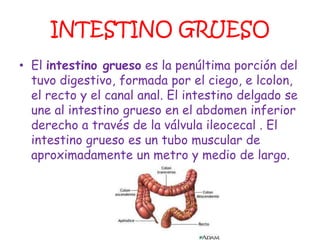 INTESTINO GRUESO
• El intestino grueso es la penúltima porción del
  tuvo digestivo, formada por el ciego, e lcolon,
  el recto y el canal anal. El intestino delgado se
  une al intestino grueso en el abdomen inferior
  derecho a través de la válvula ileocecal . El
  intestino grueso es un tubo muscular de
  aproximadamente un metro y medio de largo.
 