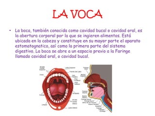 LA VOCA
• La boca, también conocida como cavidad bucal o cavidad oral, es
  la abertura corporal por la que se ingieren alimentos. Está
  ubicada en la cabeza y constituye en su mayor parte el aparato
  estomatognatico, así como la primera parte del sistema
  digestivo. La boca se abre a un espacio previo a la Faringe
  llamado cavidad oral, o cavidad bucal.
 