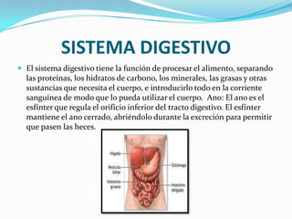 SISTEMA DIGESTIVO
 El sistema digestivo tiene la función de procesar el alimento, separando
  las proteínas, los hidratos de carbono, los minerales, las grasas y otras
  sustancias que necesita el cuerpo, e introducirlo todo en la corriente
  sanguínea de modo que lo pueda utilizar el cuerpo. Ano: El ano es el
  esfínter que regula el orificio inferior del tracto digestivo. El esfínter
  mantiene el ano cerrado, abriéndolo durante la excreción para permitir
  que pasen las heces.
 