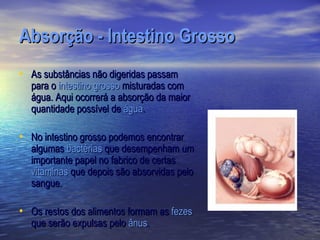 Absorção - Intestino Grosso
• As substâncias não digeridas passam
  para o intestino grosso misturadas com
  água. Aqui ocorrerá a absorção da maior
  quantidade possível de água.

• No intestino grosso podemos encontrar
  algumas bactérias que desempenham um
  importante papel no fabrico de certas
  vitaminas que depois são absorvidas pelo
  sangue.

• Os restos dos alimentos formam as fezes
  que serão expulsas pelo ânus.
 