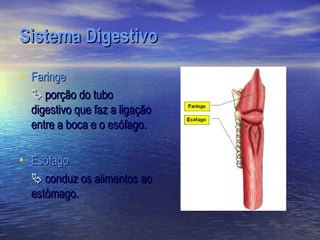 Sistema Digestivo
• Faringe
   porção do tubo
  digestivo que faz a ligação
  entre a boca e o esófago.

• Esófago
   conduz os alimentos ao
  estômago.
 