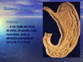 Sistema Digestivo

• Estômago
   é um órgão em forma
  de bolsa, de parede muito
  musculosa, onde os
  alimentos permanecem
  cerca de 2 a 3 horas.
 