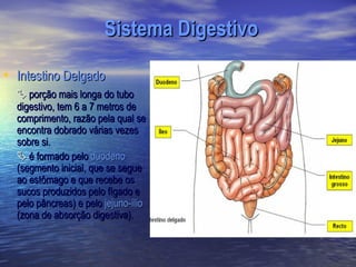 Sistema Digestivo

• Intestino Delgado
   porção mais longa do tubo
  digestivo, tem 6 a 7 metros de
  comprimento, razão pela qual se
  encontra dobrado várias vezes
  sobre si.
   é formado pelo duodeno
  (segmento inicial, que se segue
  ao estômago e que recebe os
  sucos produzidos pelo fígado e
  pelo pâncreas) e pelo jejuno-ílio
  (zona de absorção digestiva).
 