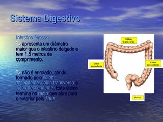 Sistema Digestivo
• Intestino Grosso
   apresenta um diâmetro
  maior que o intestino delgado e
  tem 1,5 metros de
  comprimento.

   não é enrolado, sendo
  formado pelo cólon
  ascendente, cólon transverso e
  cólon descendente. Este último
  termina no recto que abre para
  o exterior pelo ânus.
 