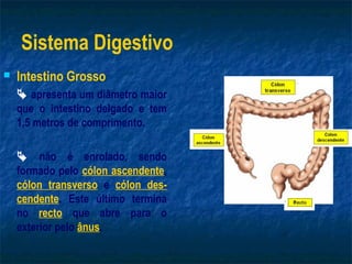 Sistema Digestivo
   Intestino Grosso
     apresenta um diâmetro maior
    que o intestino delgado e tem
    1,5 metros de comprimento.

     não é enrolado, sendo
    formado pelo cólon ascendente,
    cólon transverso e cólon des-
    cendente. Este último termina
    no recto que abre para o
    exterior pelo ânus.
 