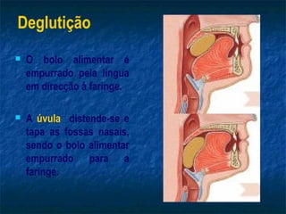 Deglutição
   O bolo alimentar é
    empurrado pela língua
    em direcção à faringe.

   A úvula distende-se e
    tapa as fossas nasais,
    sendo o bolo alimentar
    empurrado para a
    faringe.
 